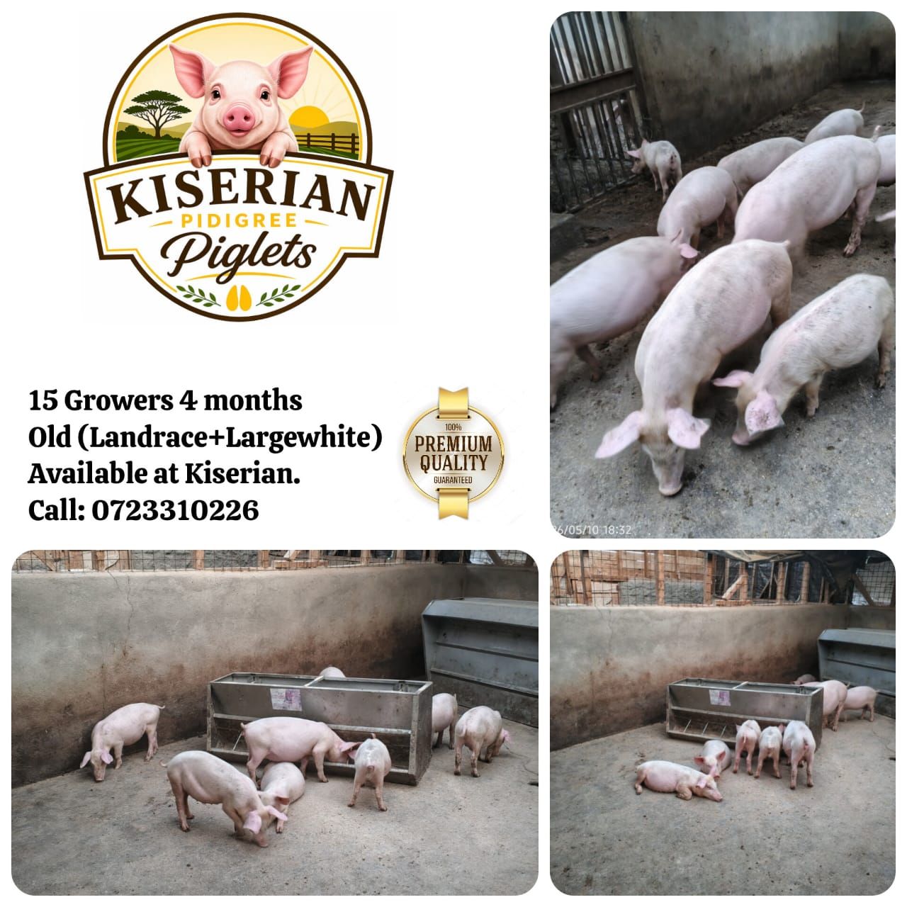 Pig Growers | KSh 5,500 | KenyaAdvert