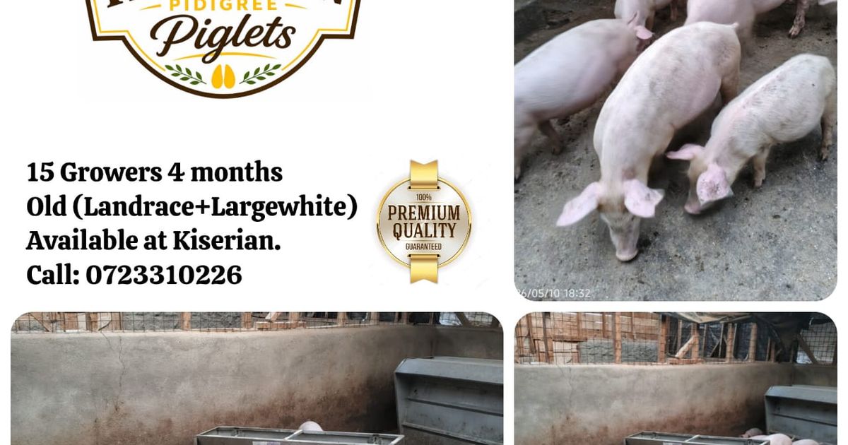 Pig Growers | KSh 5,500 | KenyaAdvert