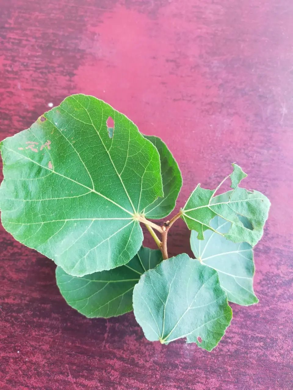 Healthy Fig Tree Seedling (Ficus) for Sale – Fast Growing…