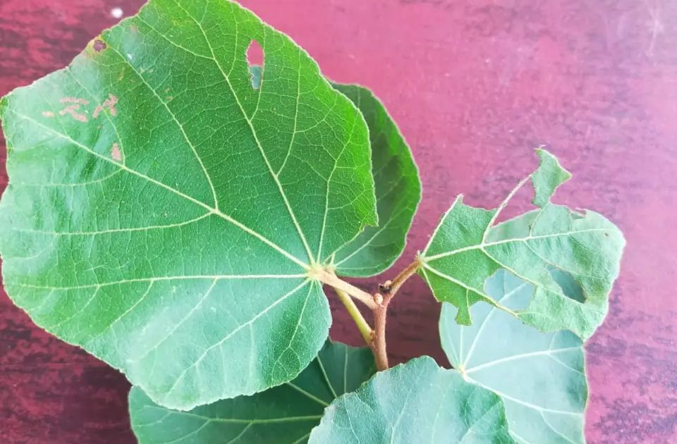 Healthy Fig Tree Seedling (Ficus) for Sale – Fast Growing…